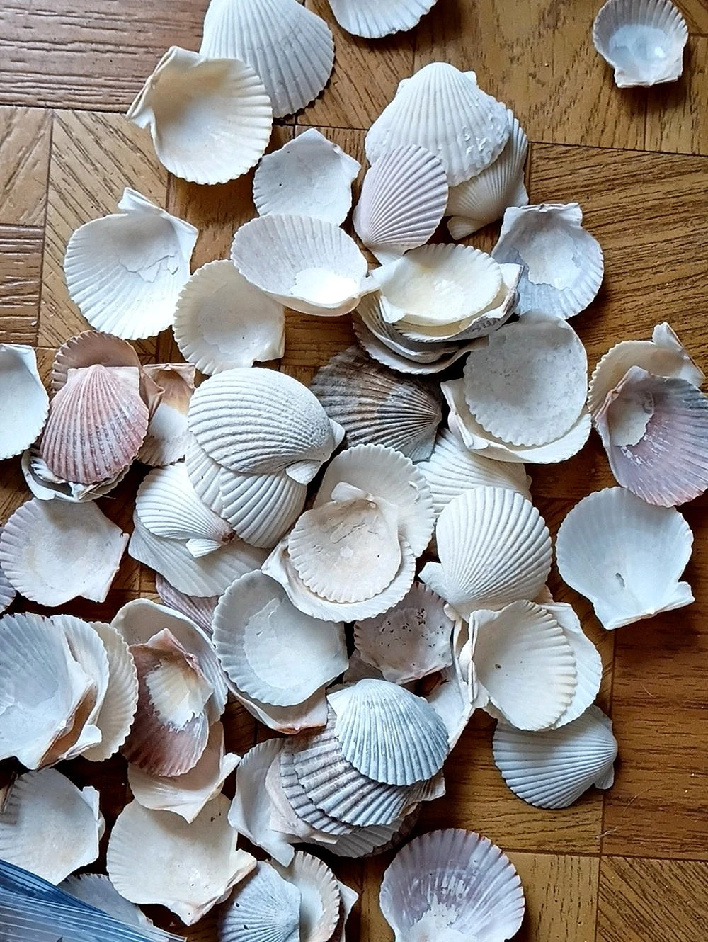 Medium Scallops-shella For crafting